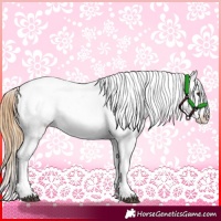 Horse Color:Red Dun Near Leopard and Red Dun Splash Near Leopard