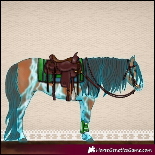 Horse Color:Thunderstruck Bay 