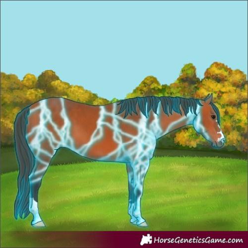 Horse Color:Thunderstruck Bay 