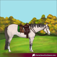 Horse Color:Platinum Bay Dun 