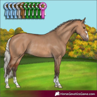 Horse Color:Silver Brown Dun Rabicano 