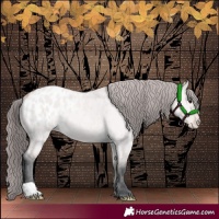 Horse Color:Platinum Bay Dun Appaloosa 