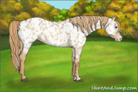 Horse Color:Red Dun Appaloosa  and Red Dun Frame Appaloosa 
