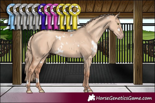 Horse Color:White Spotted Gold Champagne Dun 