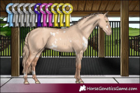 Horse Color:White Spotted Gold Champagne Dun