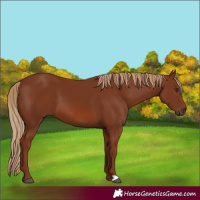 Horse Color:Chestnut 