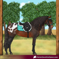 Horse Color:White Spotted Bay Appaloosa