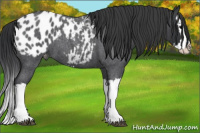 Horse Color:Blue Roan Splash Appaloosa 