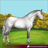 Horse Color:Gray Silver Brown Roan Sabino Snowcap Rabicano 