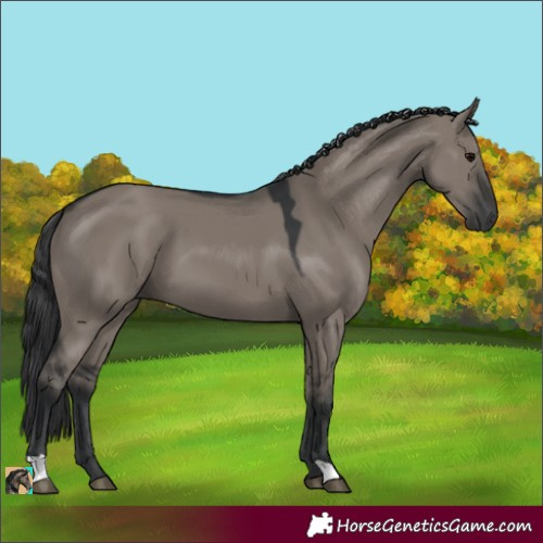 Horse Color:Grullo 