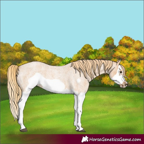 Horse Color:Red Dun Roan Splash Frame Rabicano 