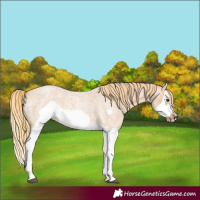 Horse Color:Red Dun Roan Splash Frame Rabicano 