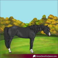 Horse Color:Black 
