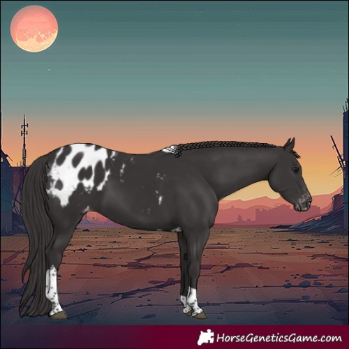 Horse Color:Smoky Black Tobiano Appaloosa 