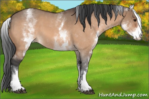 Horse Color:White Spotted Bay Roan Dun 
