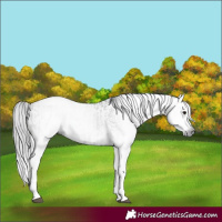 Horse Color:Gray White Spotted Black  and Gray White Spotted Black 