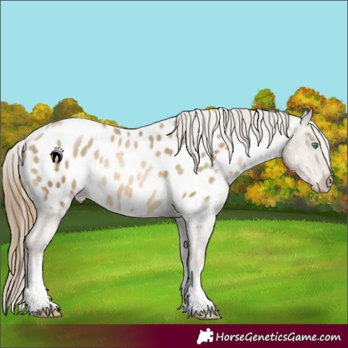Horse Color:White Spotted Smoky Black Pearl Appaloosa 