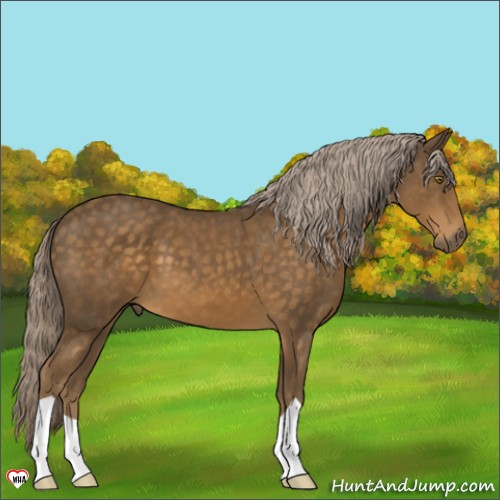 Horse Color:Chocolate Palomino 