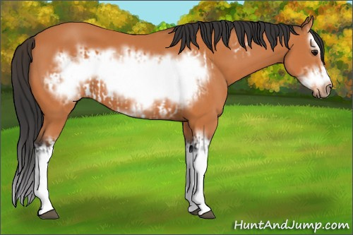 Horse Color:Bay Splash Frame and Bay Splash Frame