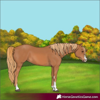 Horse Color:Chestnut 