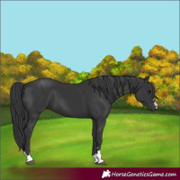 Horse Color:Black 