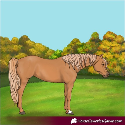 Horse Color:Chestnut 