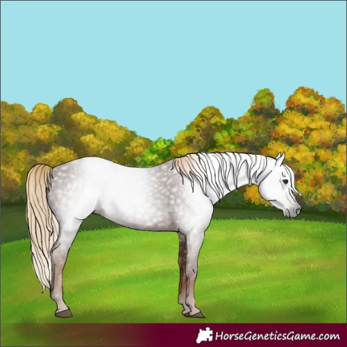 Horse Color:Gray Chestnut 