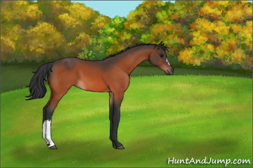 Horse Color:Bay 