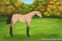Horse Color:Bay Dun 