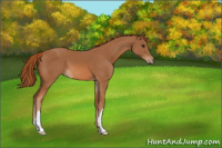 Horse Color:Chestnut 