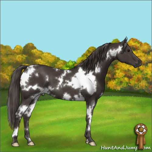Horse Color:White Spotted Smoky Black 