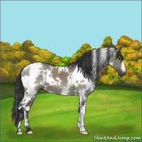 Horse Color:White Spotted Grullo