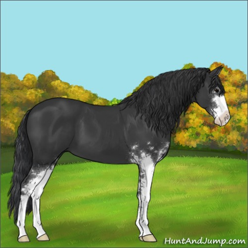 Horse Color:Black Sabino