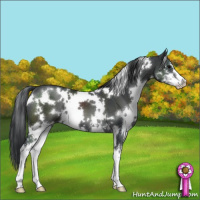 Horse Color:White Spotted Black Sabino