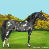 Horse Color:White Spotted Black Sabino 