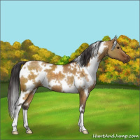 Horse Color:White Spotted Buckskin Dun 