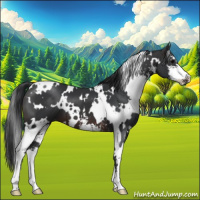 Horse Color:White Spotted Brown Sabino 
