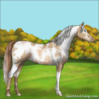 Horse Color:White Spotted Buckskin Pearl 