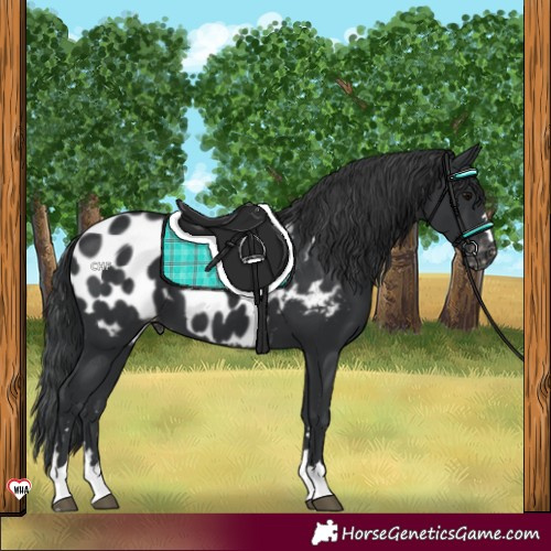 Horse Color:Black Appaloosa 
