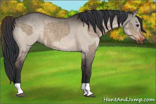 Horse Color:Bay Dun and Brown Dun