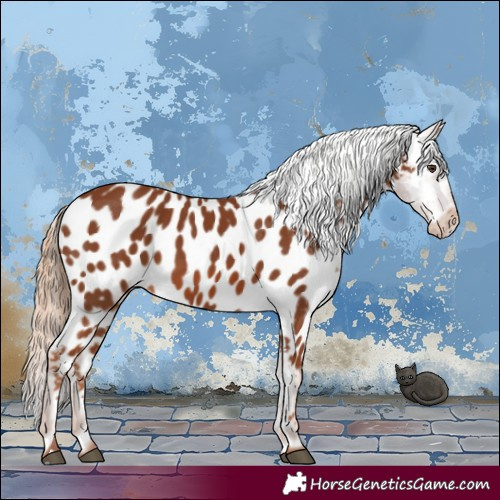 Horse Color:Chestnut Near Leopard