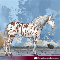 Horse Color:Chestnut Near Leopard 