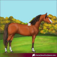 Horse Color:Bay 