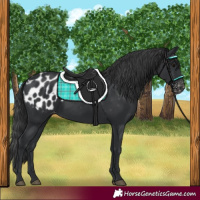 Horse Color:Black Appaloosa