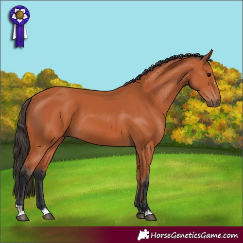 Horse Color:Bay 