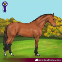 Horse Color:Bay 