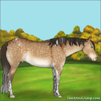 Horse Color:Buckskin Dun Mushroom Tobiano Blanket 