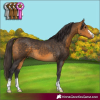 Horse Color:Buckskin 