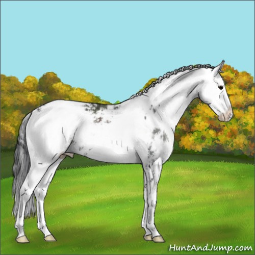 Horse Color:Black Sabino 