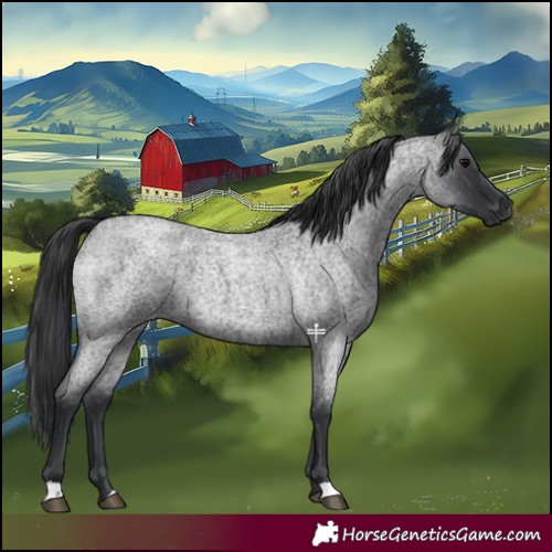 Horse Color:Blue Roan